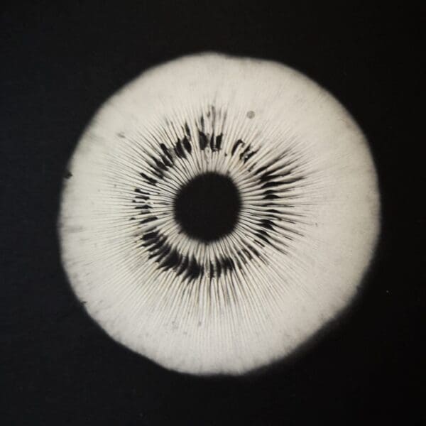 Irish Artmart | The Irish Art Marketplace | Discover new Irish Art