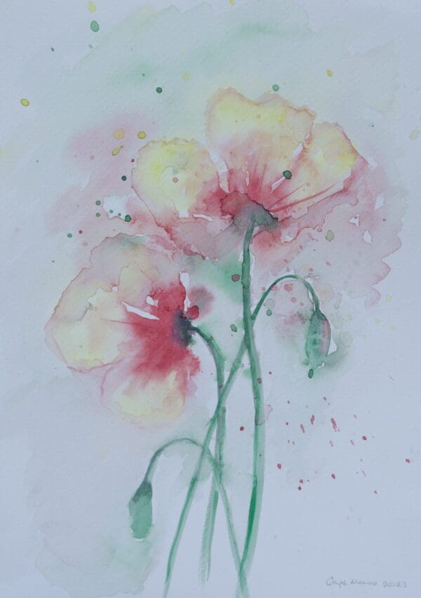 Open Tulips