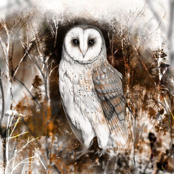 Barn Owl