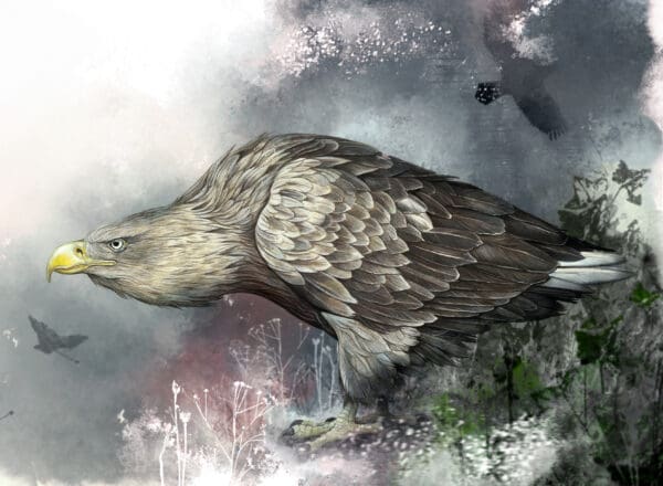 White-Tailed Eagle