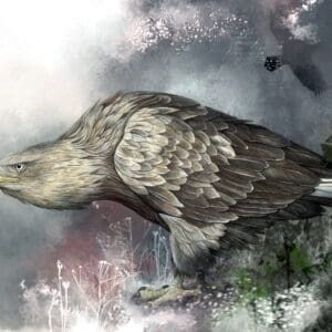 White-Tailed Eagle