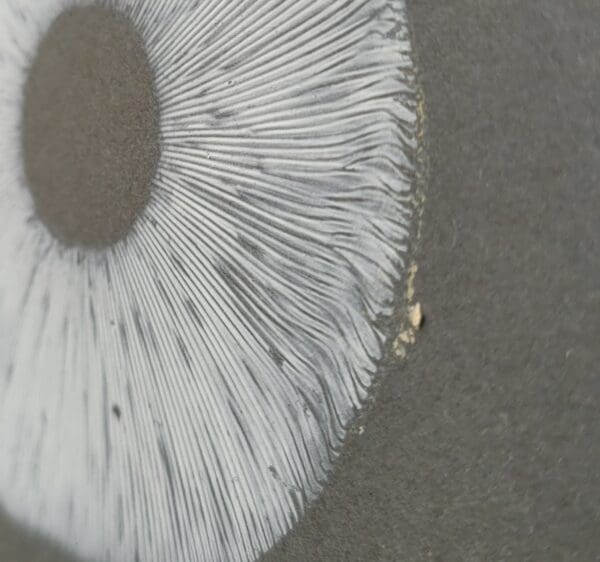 close up mushroom spore print