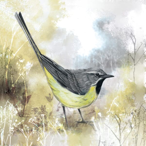 Grey Wagtail