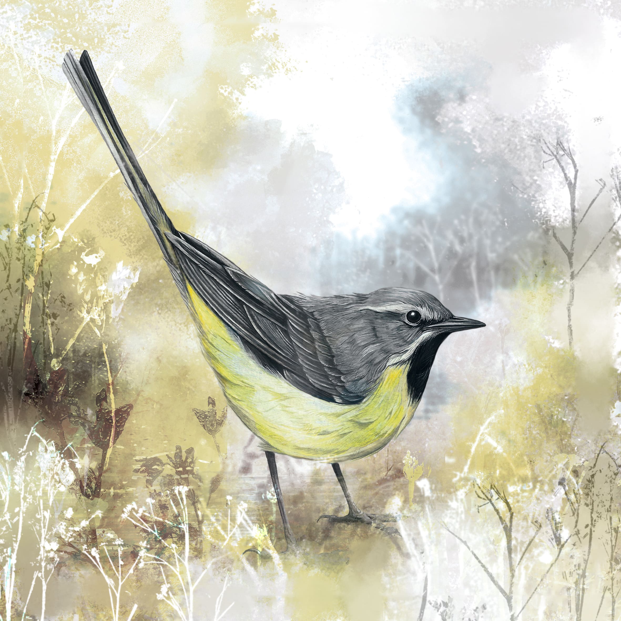 Grey Wagtail