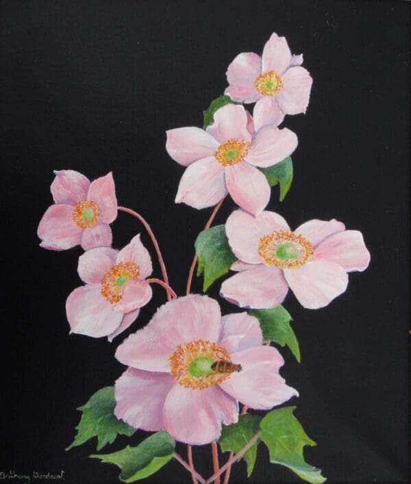 Pink Anemone.