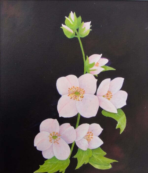 Anemone.