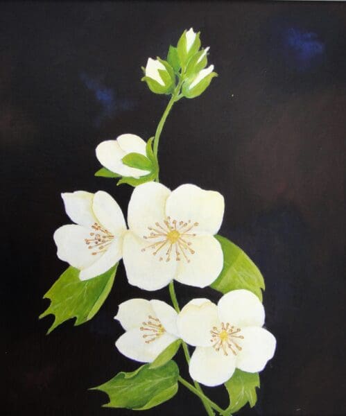 Mock Orange.