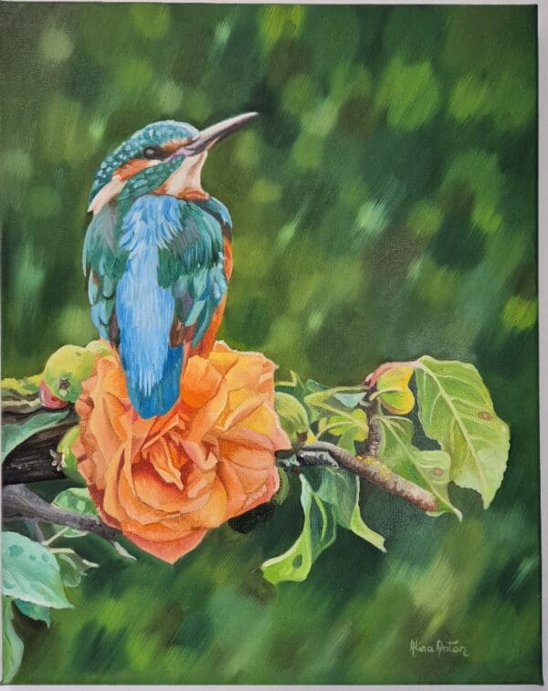 Kingfisher on a rose