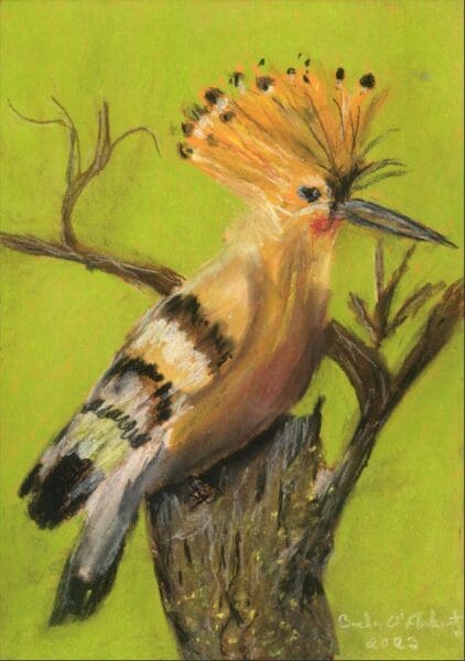 Hoopoe on Tree Stump