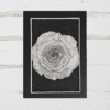 A Rose - Image 2