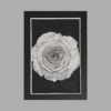 A Rose