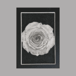 A Rose