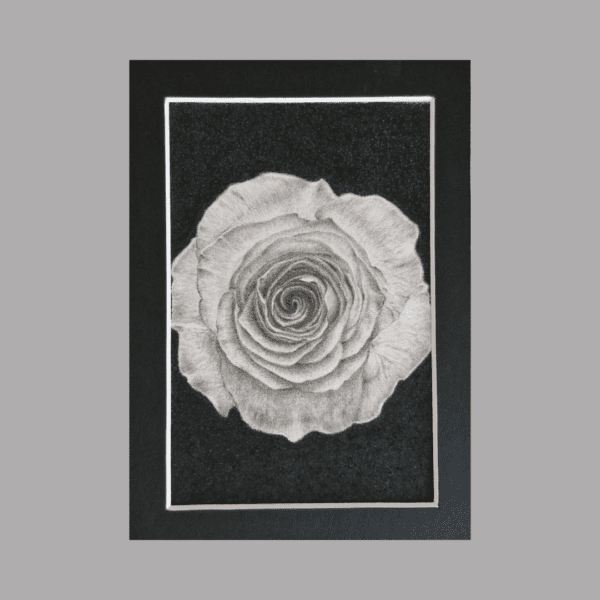 A Rose