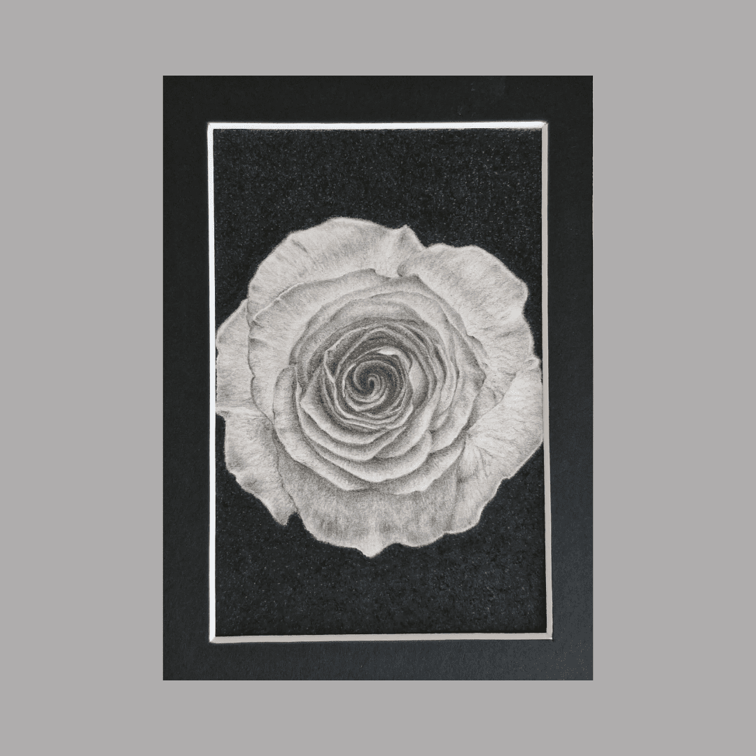 A Rose
