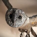 Skyward