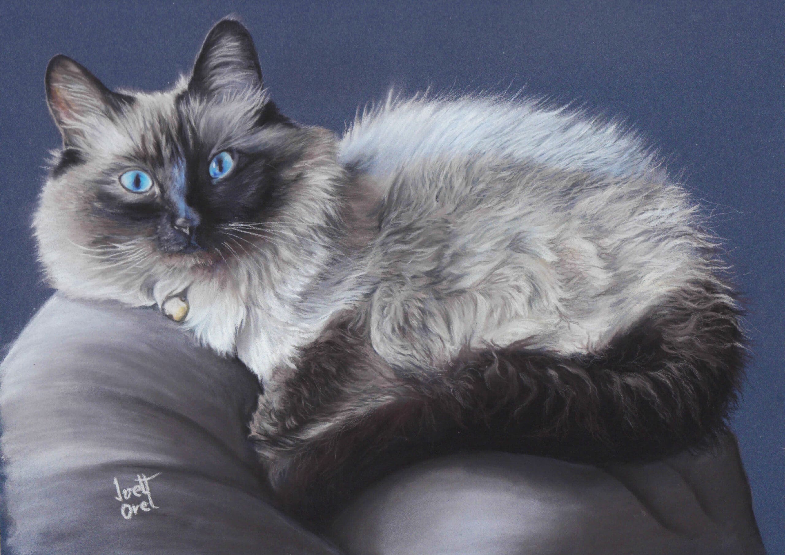 Fluffy Snuggle Ragdoll Cat – Original realistic framed pastel pet portrait of a Ragdoll cat