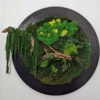 Moss Forest Circle - Image 6