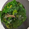 Moss Forest Circle - Image 8