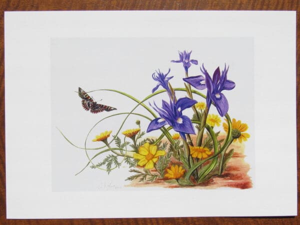 Wild Irises and Corn Marigolds Print