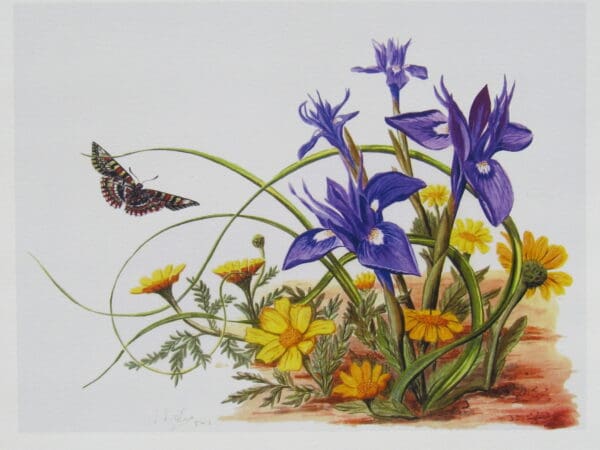 Wild Irises and Corn Marigolds Print Closeup