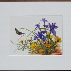 Wild Irises and Corn Marigolds Print Mounted