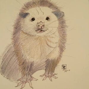 Optimum Opossum