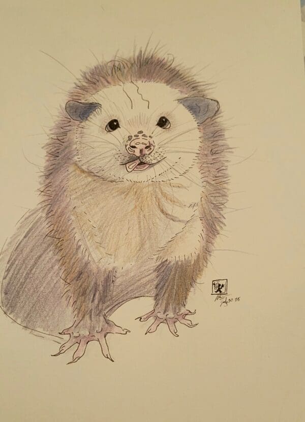 Optimum Opossum
