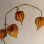 Physalis in autumn