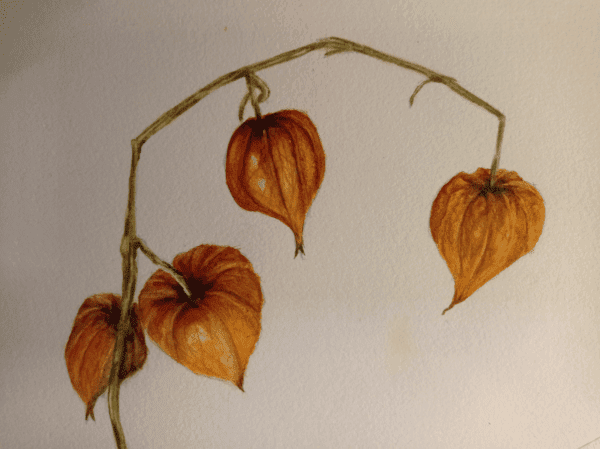 Physalis in autumn