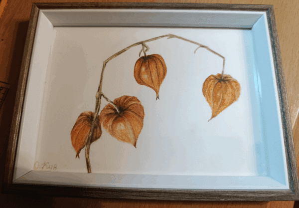 Physalis in autumn - Image 2