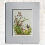Elder Scented Iris Print Primary