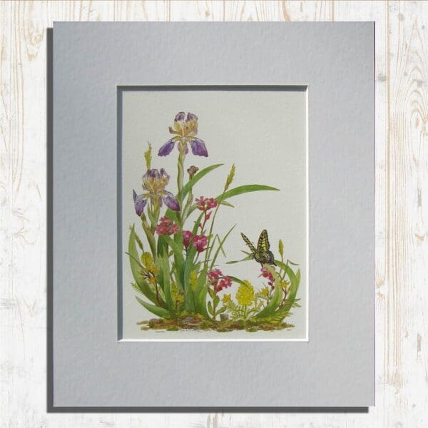 Elder Scented Iris Print Primary