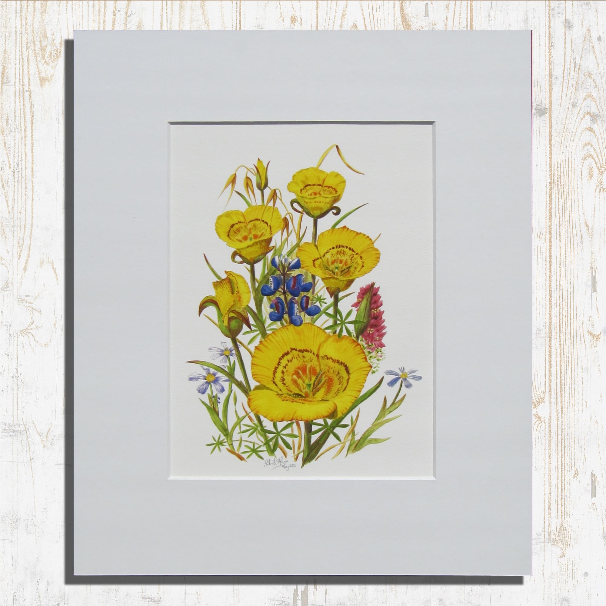 Print of Yellow Mariposa Lilies by Patrick O’Hara | Botanical Art | Print of a Watercolour Painting