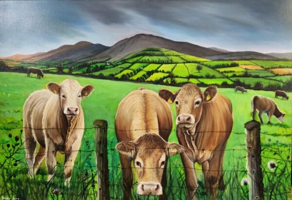 Cattle in the Galtees