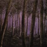 Forest under purple light