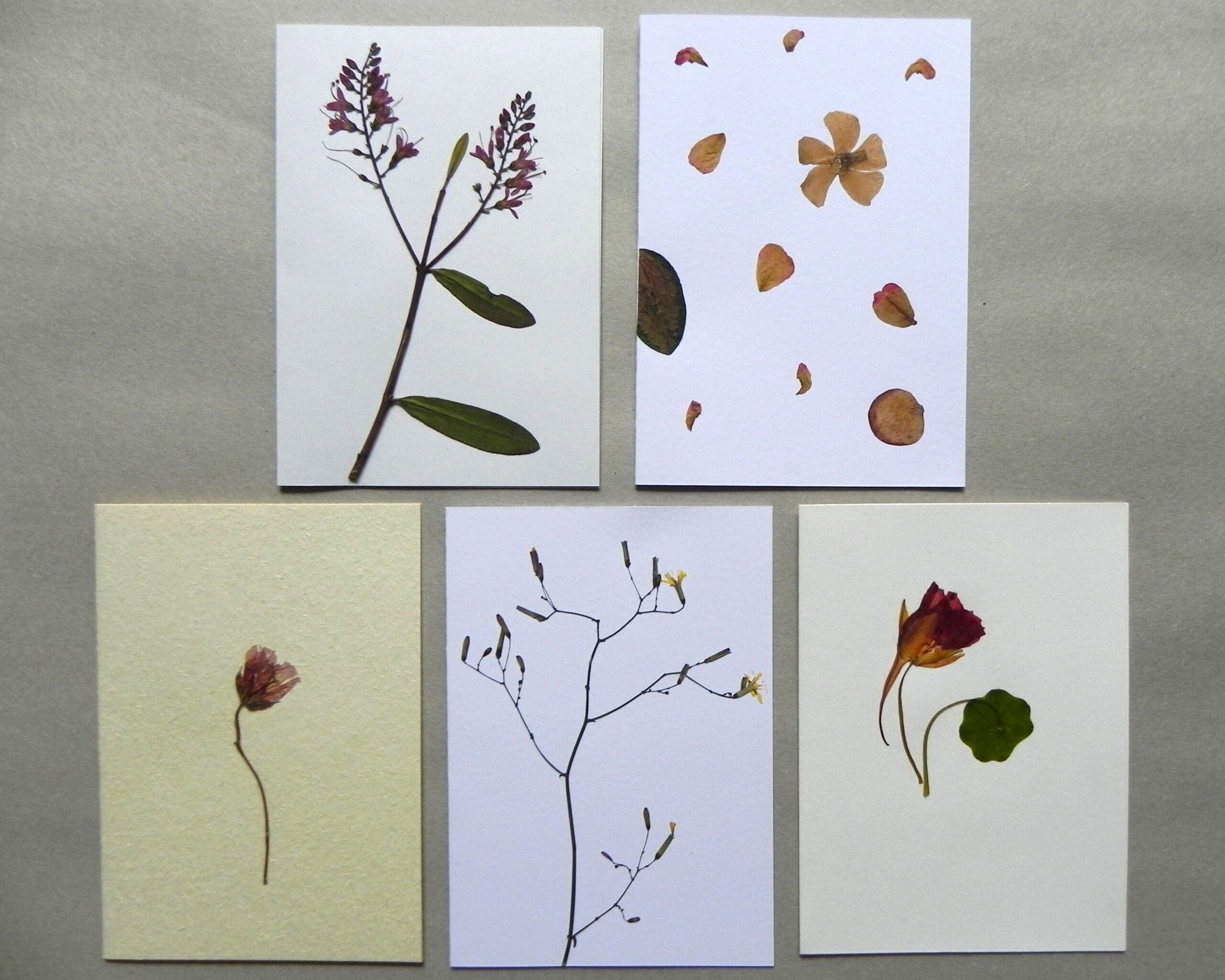 5 Unique Cards with Real Pressed Flowers - Bundle #1