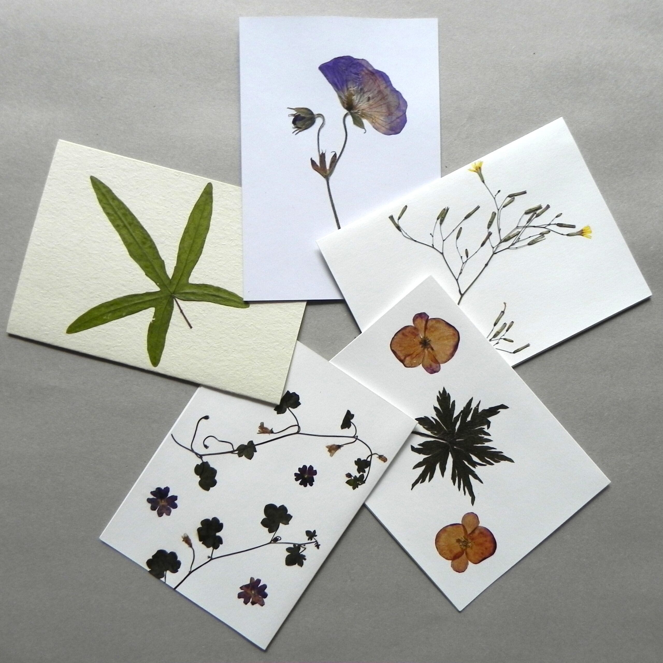 5 Unique Cards with Real Pressed Flowers - Bundle #2 - Image 2