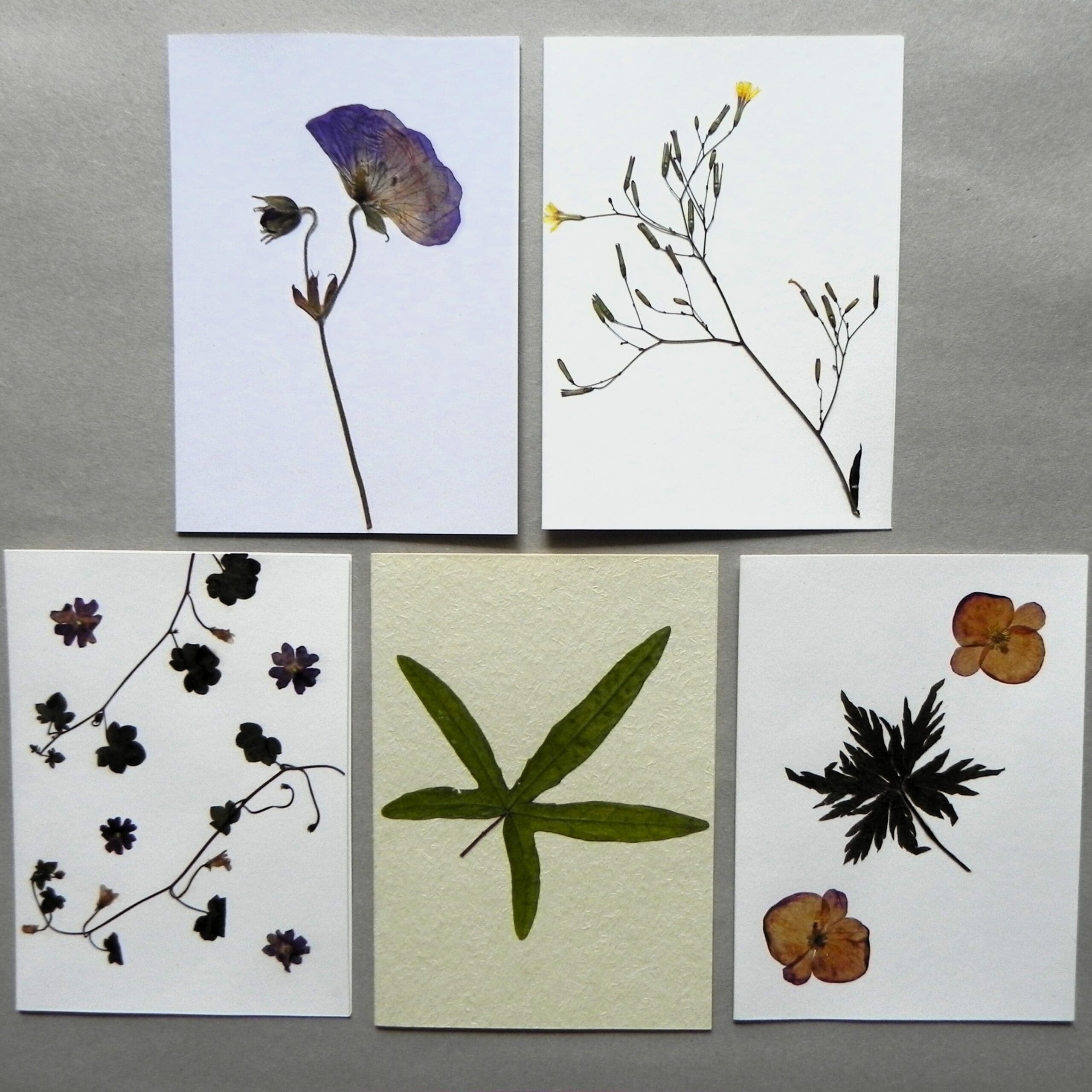 5 Unique Cards with Real Pressed Flowers - Bundle #2 - Image 3
