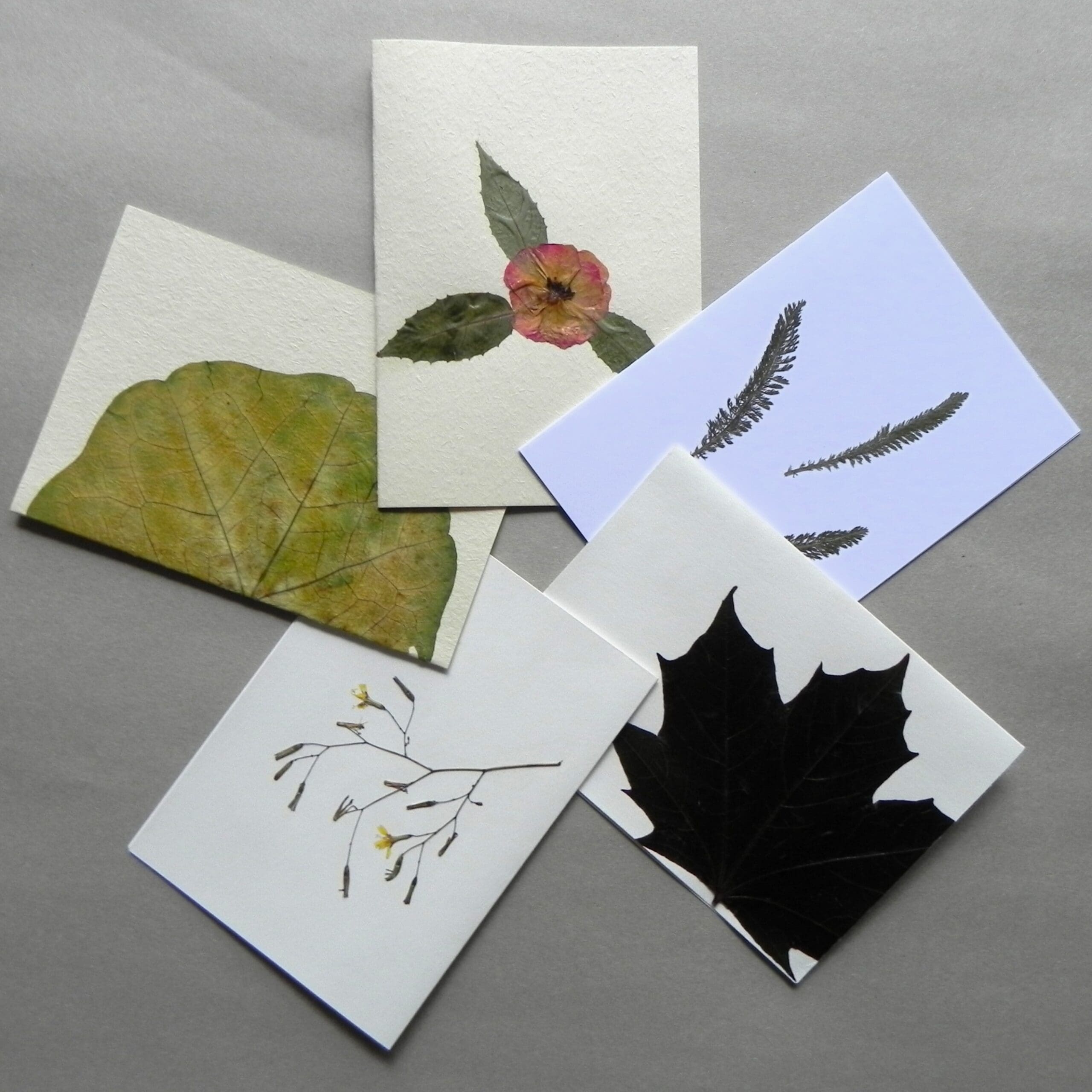 5 Unique Cards with Real Pressed Flowers - Bundle #4 - Image 2
