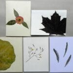 5 Unique Cards with Real Pressed Flowers - Bundle #4