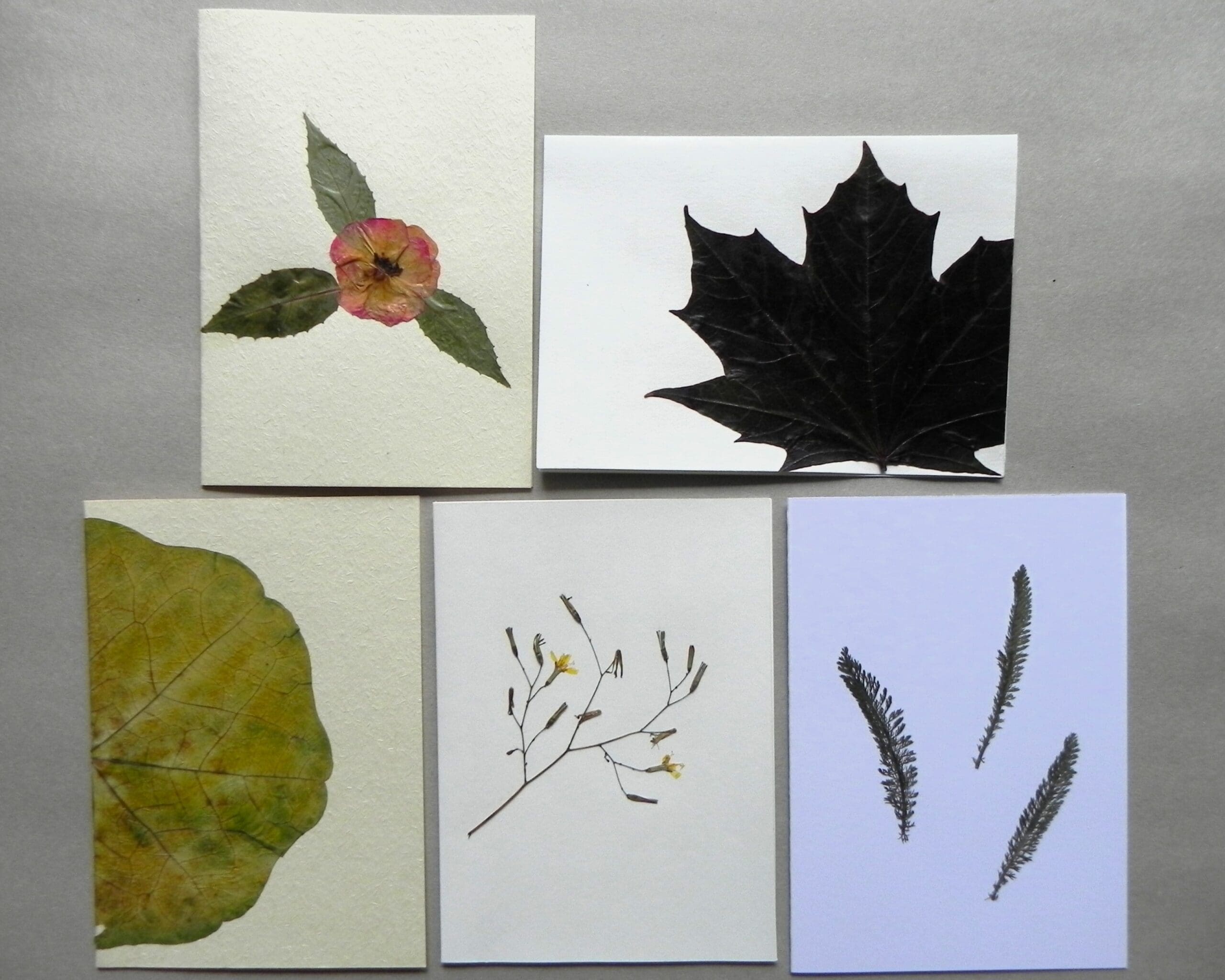 5 Unique Cards with Real Pressed Flowers - Bundle #4