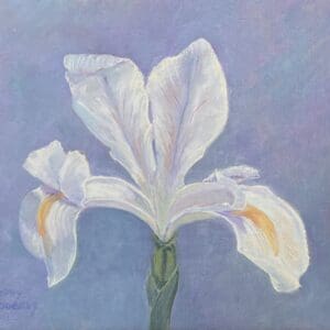 Wild Iris