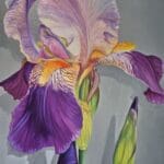 Violet Iris | Oil Painting on Canvas