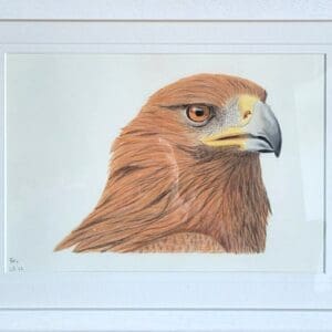 Golden Eagles Paired for Life