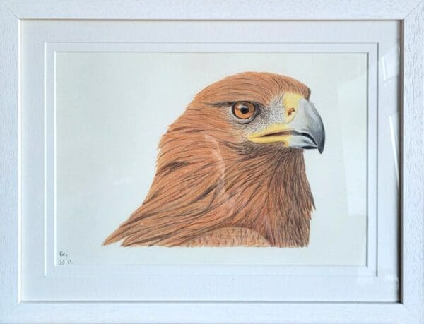 Golden Eagles Paired for Life