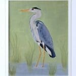 Grey Heron