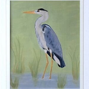 Grey Heron