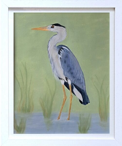 Grey Heron