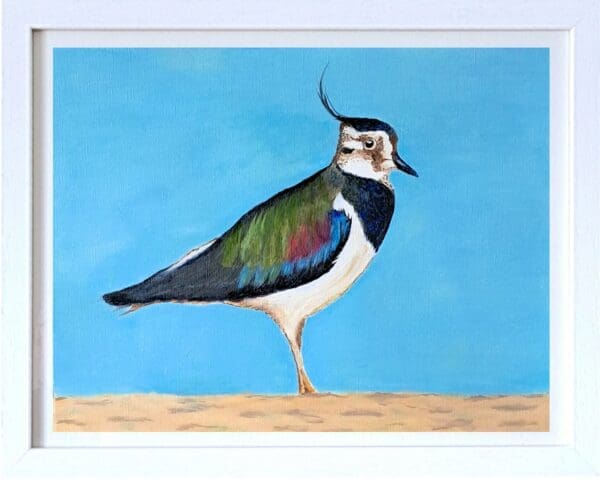Lapwing on the Beach