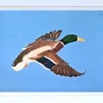 Mallard in Flight